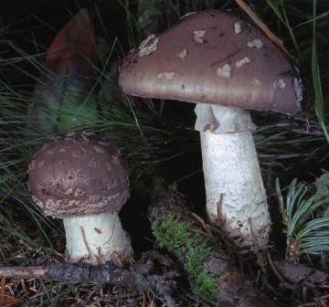    Amanita excelsa (Amanita spissa)